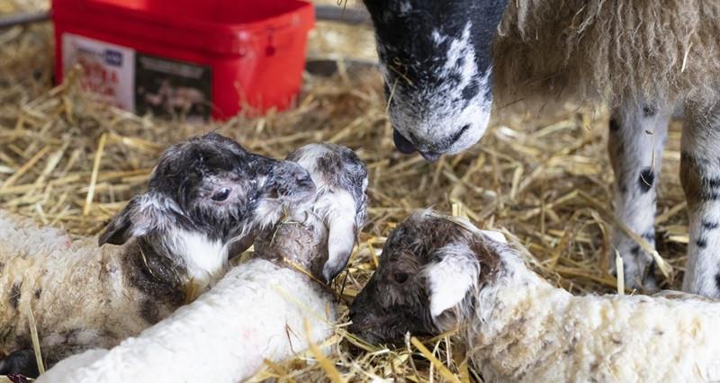 Abortion and deformity reporting key to tackling BTV and Schmallenberg