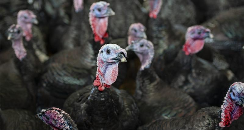 A flock of bronze turkeys in Staffordshire