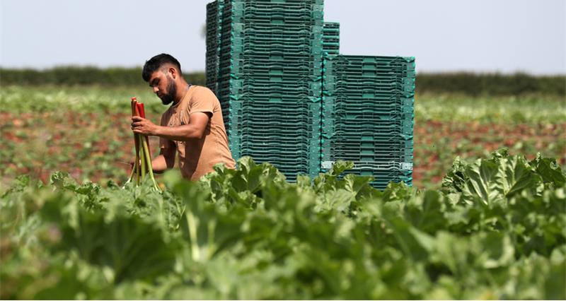  Farm workers harvest the Rhubarb at New Farm