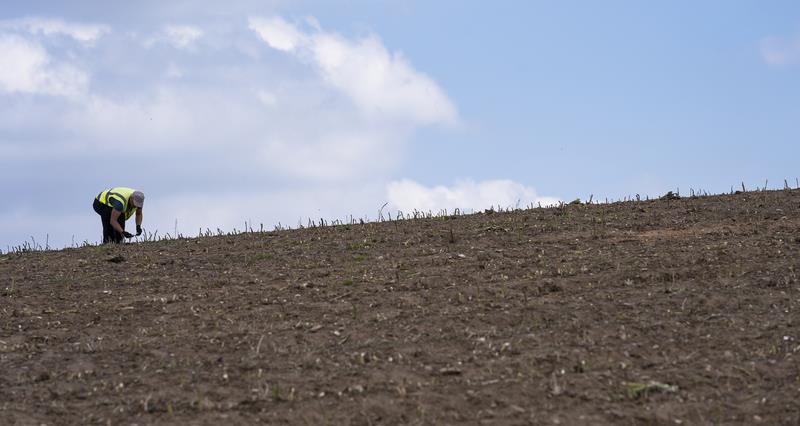 Asparagus harvest on farm