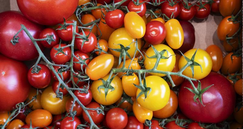 Have your say on the horticulture sector growth plan