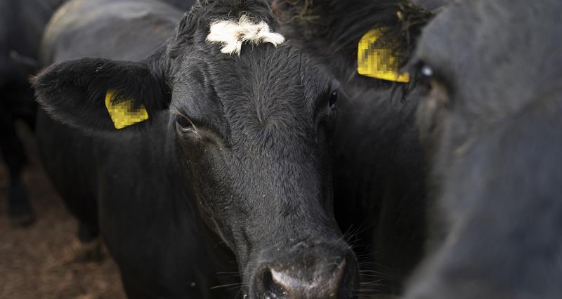 Redwater on the rise in Northeast cattle herds