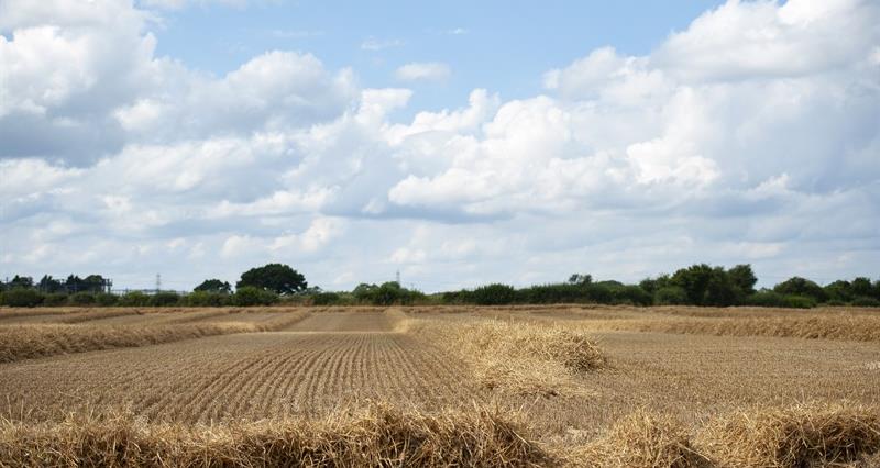 An image of spring wheat harvest on a farm in Staffordshire, August 2021