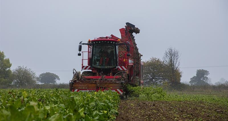 An image of a sugar beet harvest