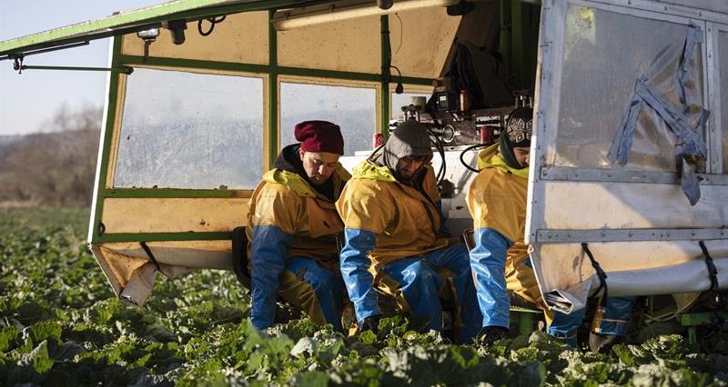 Sprouts being harvested by field workers