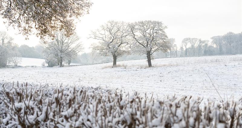 An image of a snowy field with a hedge and trees