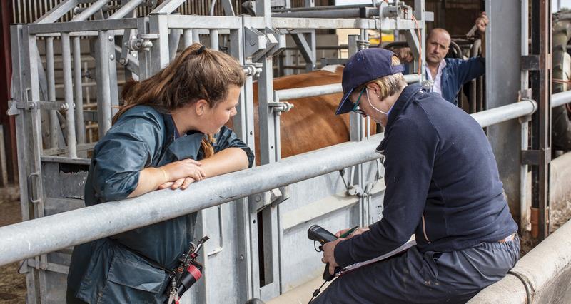 A female farmer recording test data with a female vet, inside a barn with a cow in the background 