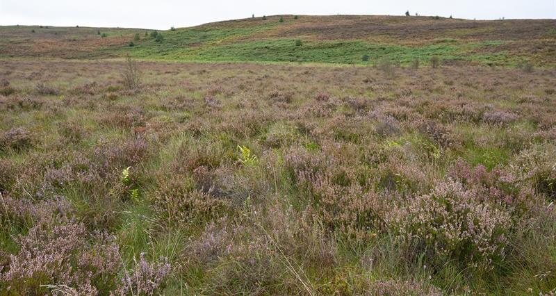 NFU responds to £47 million of new funding for protecting England’s peatlands