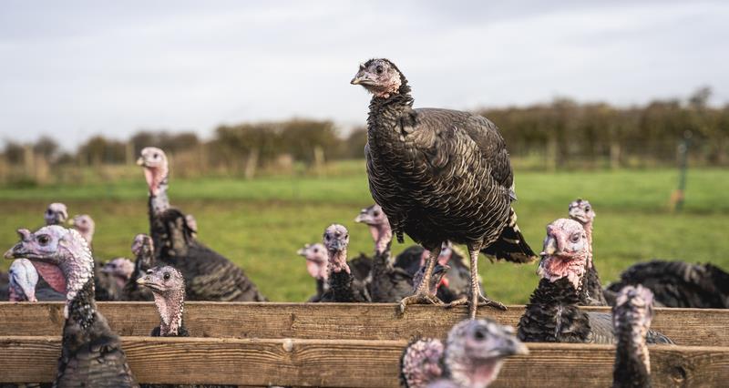 NFU seasonal poultry marketing meetings roundup
