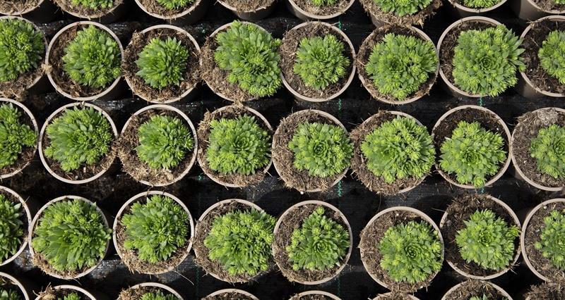 Seedlings
