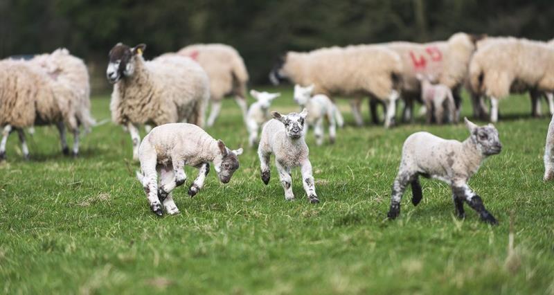 A photo of lambs in a field.