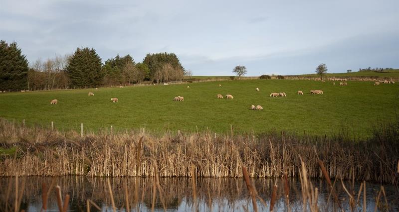 Picture of a pond and farmland, with sheep in the background