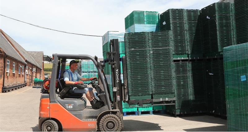 An image of a forklift moving plastic crates used for storing rhubarbs