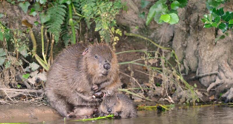 NFU seeks member feedback on the government's draft Long-Term Management Plan for beavers