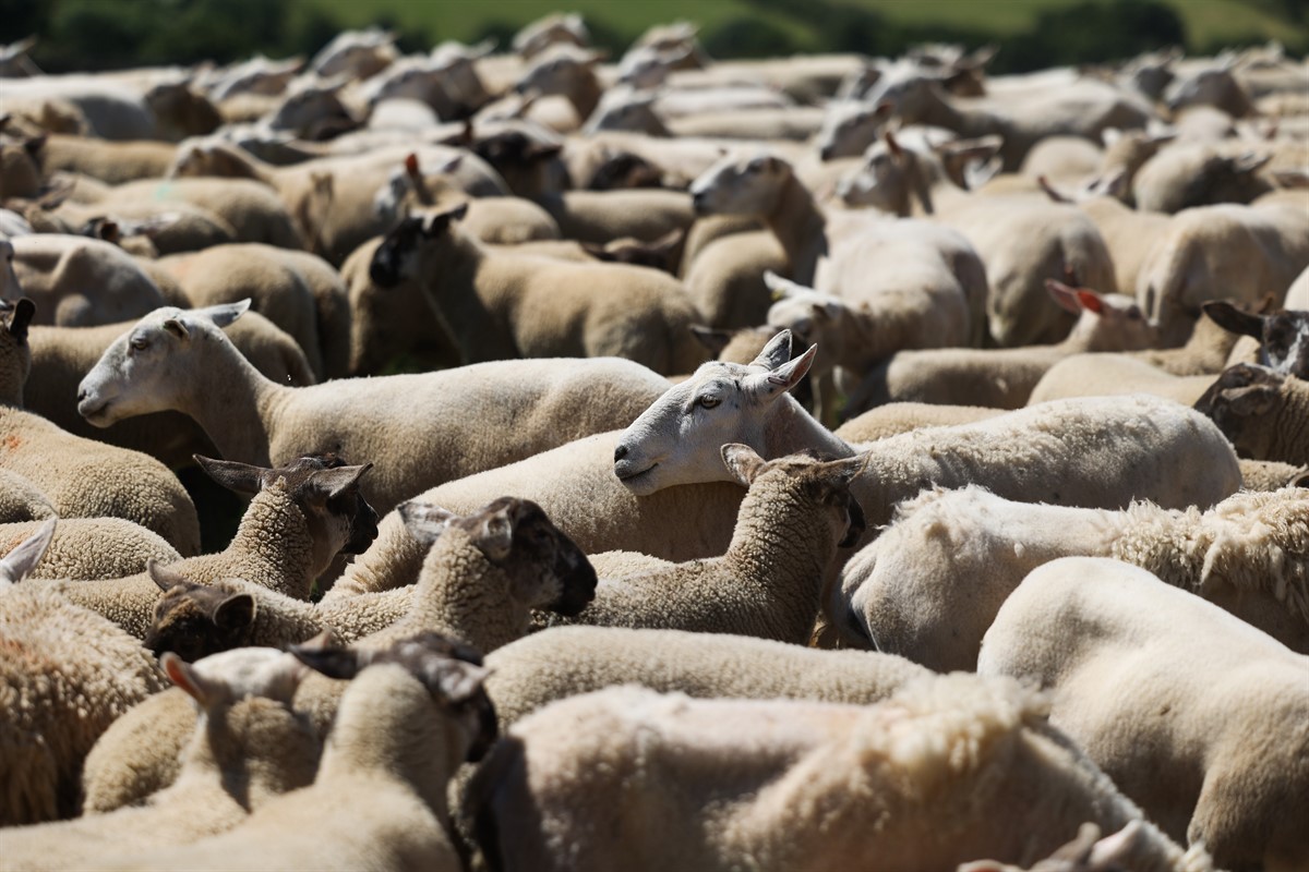 Bluetongue: Control Framework Set By UK Government – NFUonline