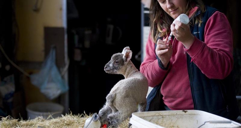 An image of a young woman putting antibiotics into a syringe in order to treat an issue affecting the eye of a new born lamb