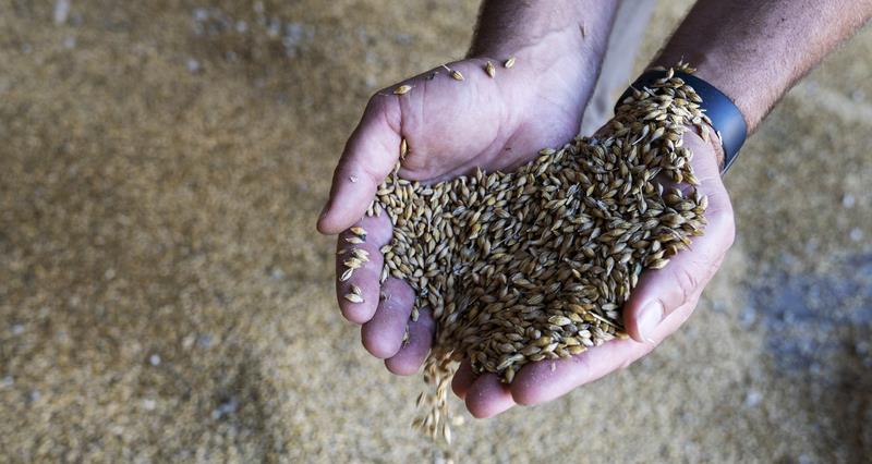 Hands holding barley grain