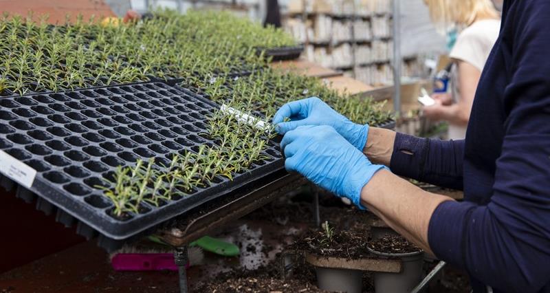 Person potting plants in a nursery