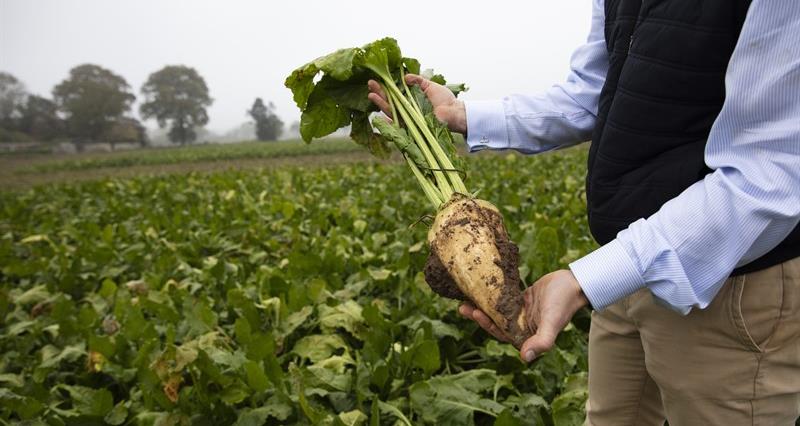 Man holding sugar beet in field