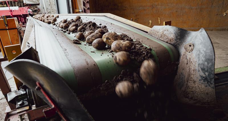 Potatoes on a conveyor belt 