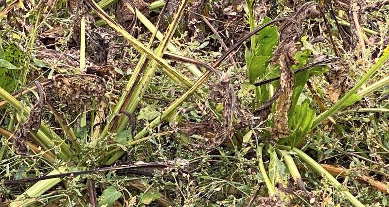 Sugar beet infected with SBR