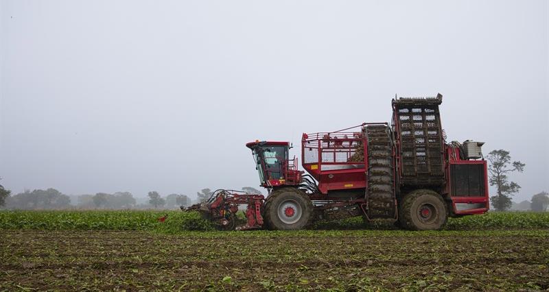 An image of a harvester gathering sugar beet