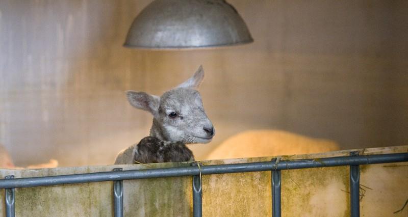 NFU encourages responses to industry-wide lambing survey