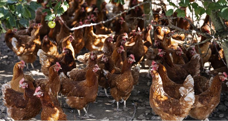 An image of free range hens outside