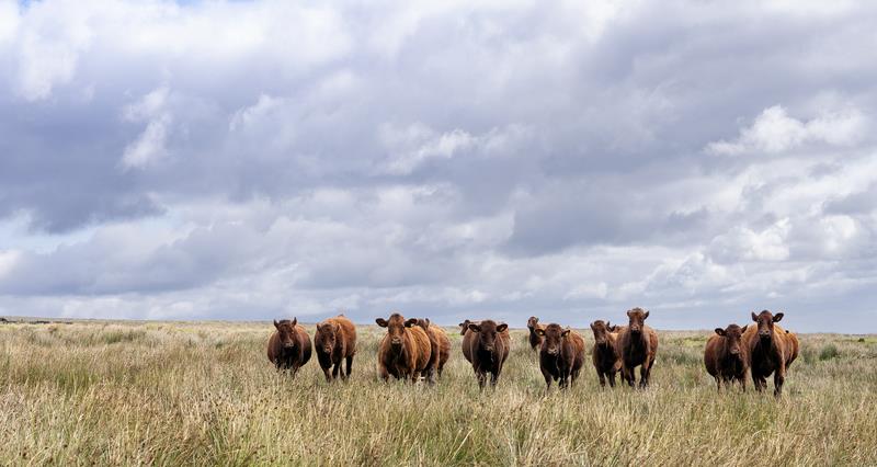 A herd of Salers cattle at a farm in West Yorkshire