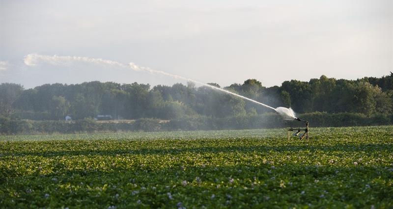A field of potatoes being irrigated