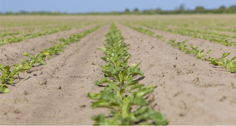Sugar beet crop