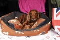 dog_car_boot_02