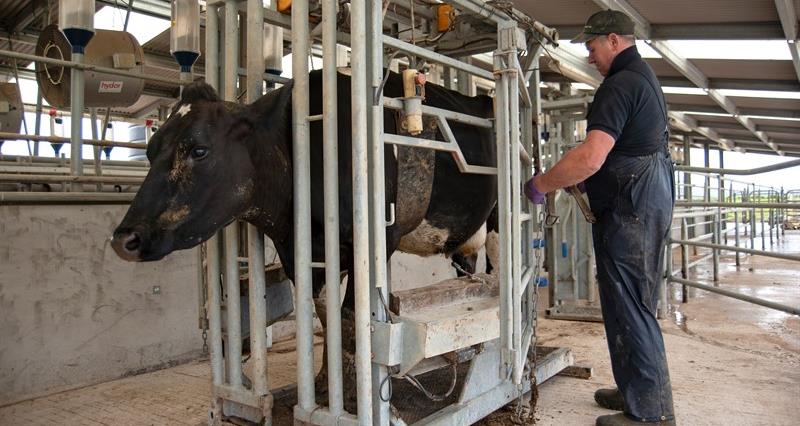 Cow in a cattle handler