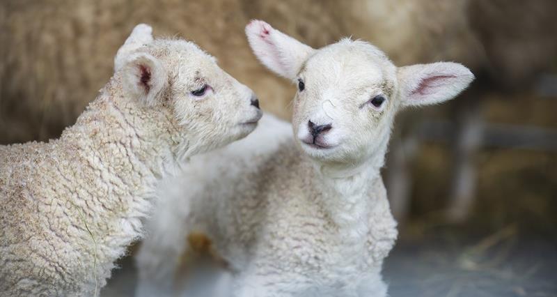 Two lambs