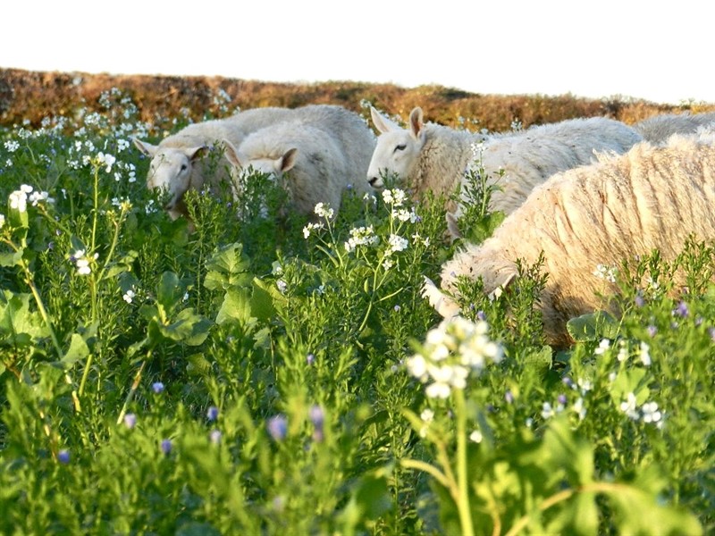 Sheep grazing in regenerated field