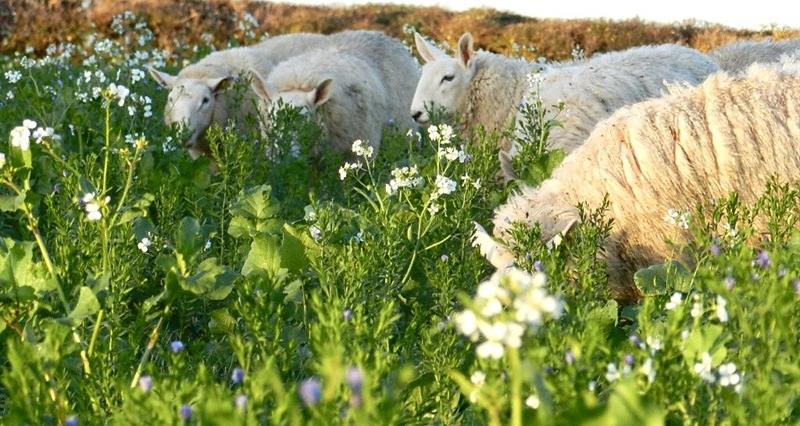Sheep grazing in a field on Boycefield Farm