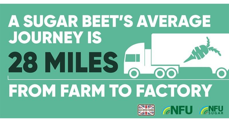 A sugar beet's average journey is 28 miles from farm to factory
