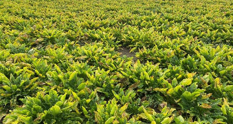 Field of crop infected with Virus Yellows