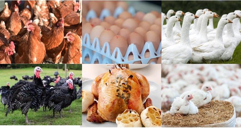 Chickens, eggs, turkeys and geese