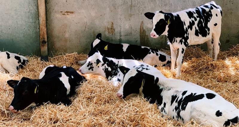 Black and white dairy calves lying in straw in a cowshed 