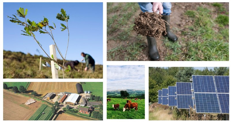 A collage of images of tree planting and solar panels