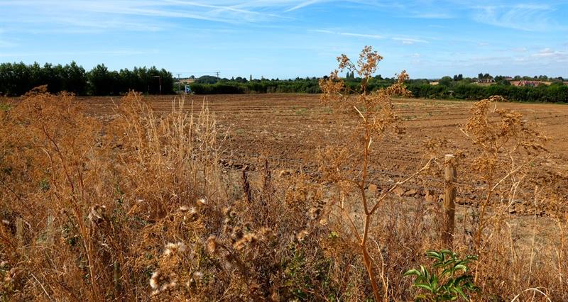 Drought 2026 – how the NFU is supporting farming sectors