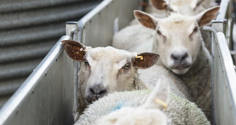 Help shape the NFU's work on BTV vaccine availability