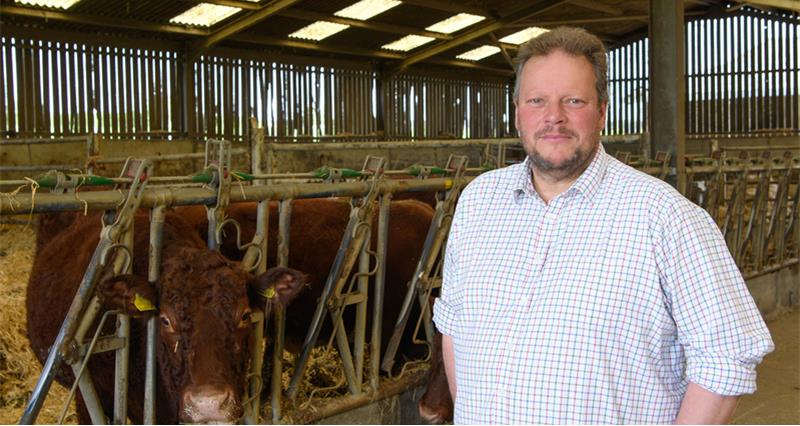 NFU Livestock Board chair David Barton in a cattle shed with his herd of beef sucklers.