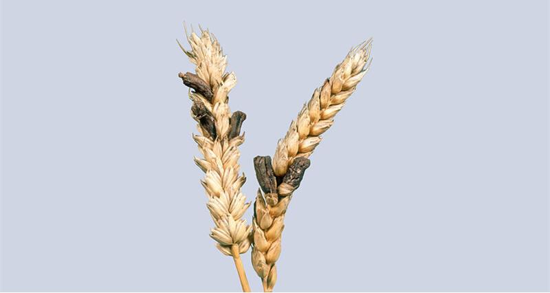 Ergot on wheat