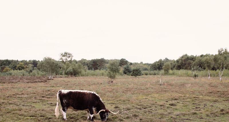 Longhorn cattle knocking back the birch scrub across the lowland heath on Skipwith Common