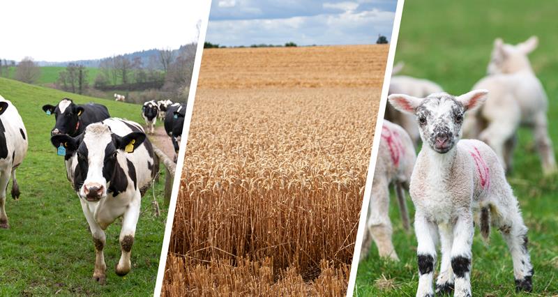 Dairy cows, wheat, lambs montage image