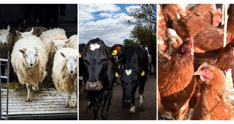 Meet the NFU Livestock Board – NFUonline