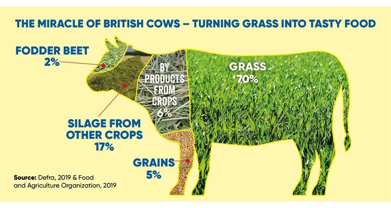 Cattle feed infographic_69586