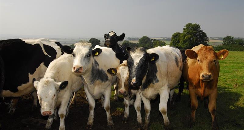 Cattle in a field